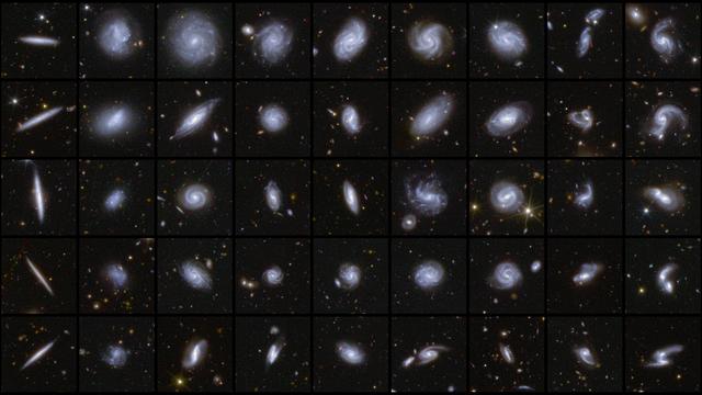 Euclid galaxy morphologies